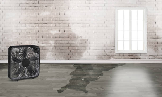 Best Ceiling water damage repair  in Madera Ranchos, CA
